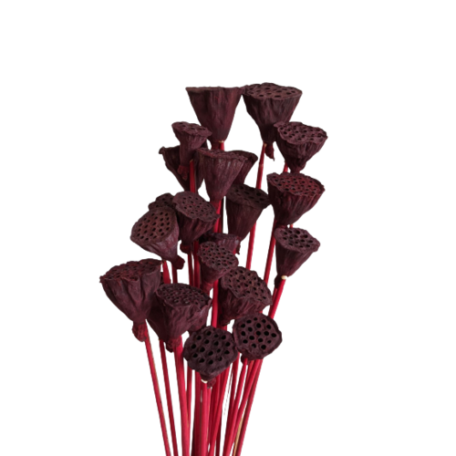 Buy Dried Flower Wholesale Lotus Mini, 40cm, 24 stems, Red (Not allowed in TAS) - by All In Season