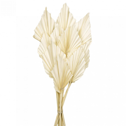 Buy Dried Flower Wholesale Palm Spear, 50cm, 10 pcs, White - by All In Season
