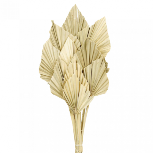 Buy Dried Flower Wholesale Palm Spear, 50cm, 10 pcs, Natural - by All In Season