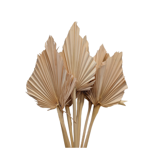 Buy Dried Flower Wholesale Palm Spear, 50cm, 10 pcs, Nude - by All In Season