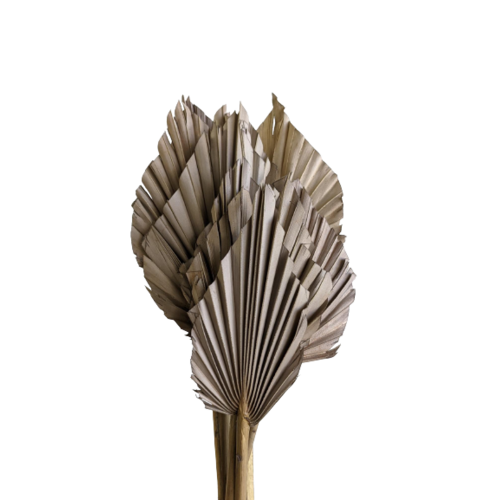 A floral bunch of Dried Palm Spears Grey Sand