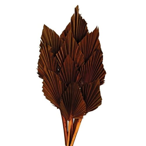 A floral bunch of Dried Palm Spears Brown
