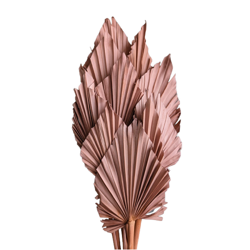 Buy Dried Palm Spears, 50cm, 10 pcs, Dusty Pink wholesale | All InSeason Australia's leading dried flower wholesaler. Same day packout, 350 5-star reviews.