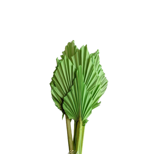 A floral bunch of Dried Palm Spears Green Light