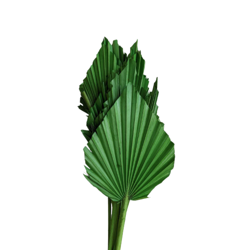 Buy Dried Flower Wholesale Palm Spear, 50cm, 10 pcs, Dark Green - by All In Season