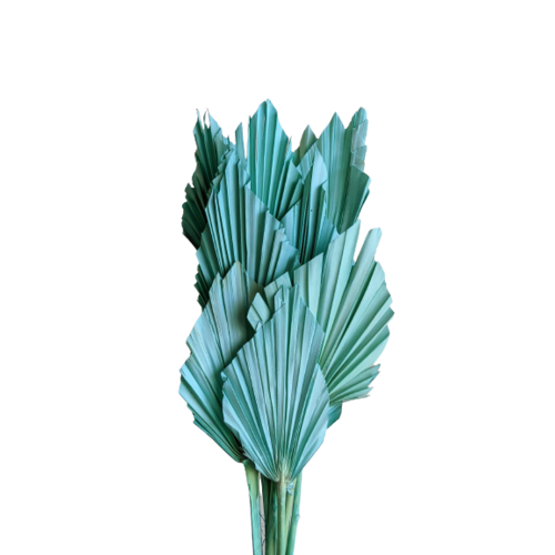 Buy Dried Flower Wholesale Palm Spear, 50cm, 10 pcs, Turquoise - by All In Season