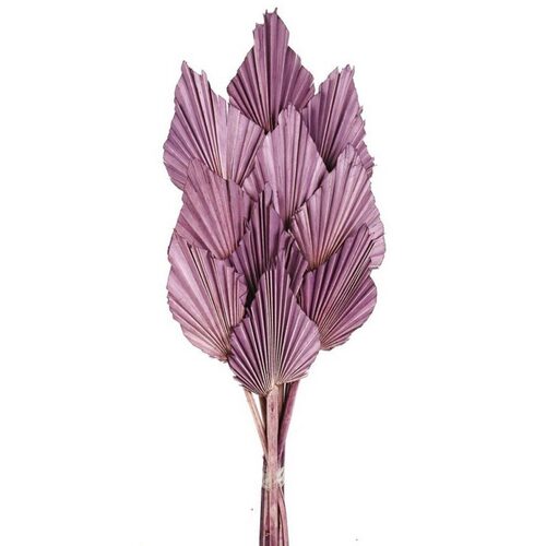 Buy Dried Flower Wholesale Palm Spear, 50cm, 10 pcs, Lavender - by All In Season