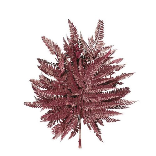 Large Range Of Wholesale Dried Ferns All InSeason