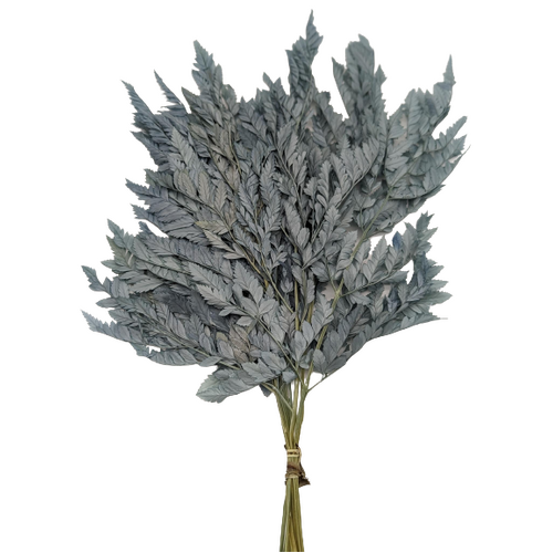 Large Range Of Wholesale Dried Ferns All InSeason