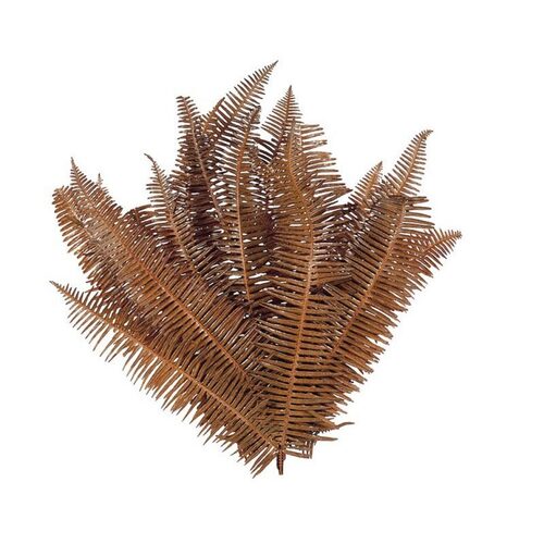 Buy Preserved Seagul Fern, 25cm, 10 pcs, Bronze wholesale | All InSeason Australia's leading dried flower wholesaler. Same day packout, 350 5-star reviews.