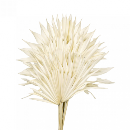 A floral bunch of Dried Palm Suns White