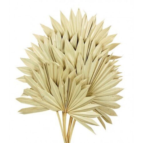 Buy Dried Palm Sun, 60cm, 6 stems, Natural wholesale | All InSeason Australia's leading dried flower wholesaler. Same day packout, 350 5-star reviews.