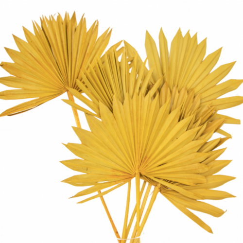 Buy Dried Palm Sun, 60cm, 6 stems, Mustard wholesale | All InSeason Australia's leading dried flower wholesaler. Same day packout, 350 5-star reviews.