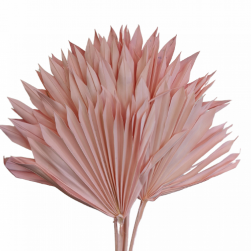 Buy Dried Palm Sun, 60cm, 6 stems, Pink wholesale | All InSeason Australia's leading dried flower wholesaler. Same day packout, 350 5-star reviews.