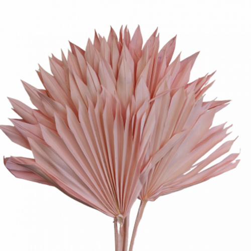 A floral bunch of Dried Palm Suns Pink