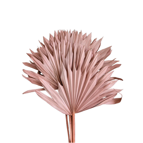 Buy Dried Palm Sun, 60cm, 6 stems, Dusty Pink wholesale | All InSeason Australia's leading dried flower wholesaler. Same day packout, 350 5-star reviews.