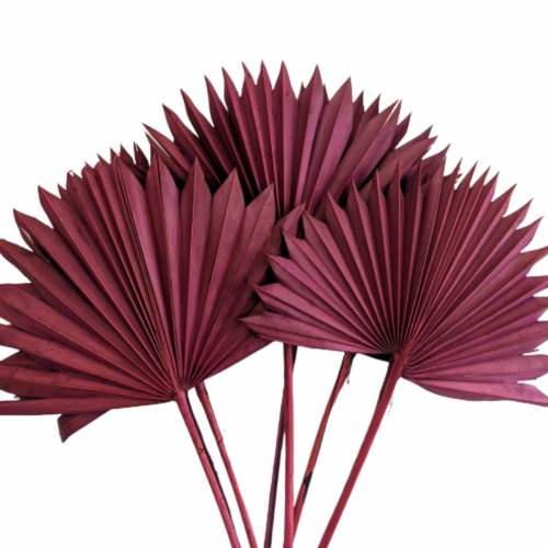 Buy Dried Palm Sun, 60cm, 6 stems, Burgundy wholesale | All InSeason Australia's leading dried flower wholesaler. Same day packout, 350 5-star reviews.