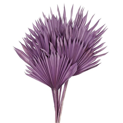 Buy Dried Flower Wholesale Dried Palm Sun, 60cm, 15-25cm, 6 pcs, Pastel, Purple - by All In Season