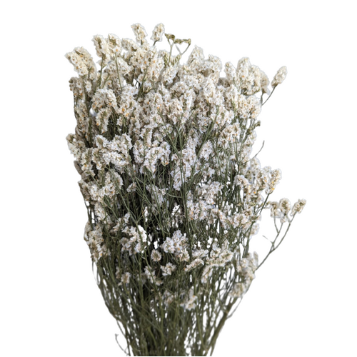 A floral bunch of Preserved Limonium Cream Flowers | Also known as Statice