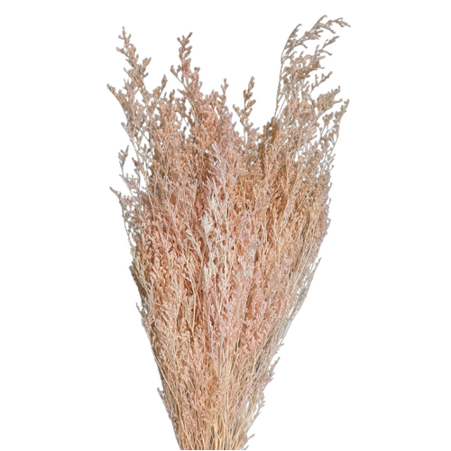 Buy Limonium Caspia, 100gr, 70cm, Pink wholesale | All InSeason Australia's leading dried flower wholesaler. Same day packout, 350 5-star reviews.