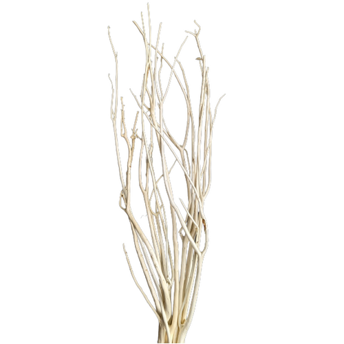 A floral bunch of Preserved Paperbush White