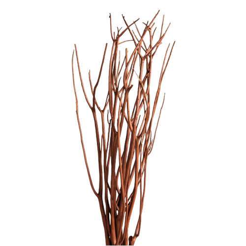 Buy Oriental Paperbush, 10 stems, 55cm, Brown wholesale | All InSeason Australia's leading dried flower wholesaler. Same day packout, 350 5-star reviews.