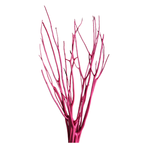 A floral bunch of Preserved Paperbush Pink