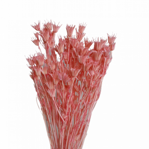Buy Nigella 50 cm. 100 grs. Pink wholesale | All InSeason Australia's leading dried flower wholesaler. Same day packout, 350 5-star reviews.