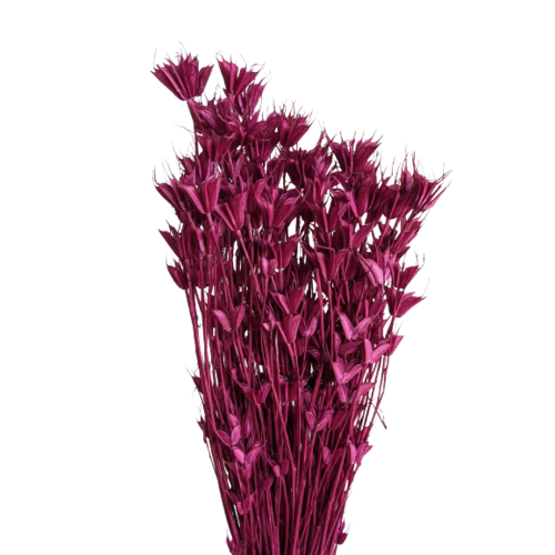 Buy Dried Flower Wholesale Nigella 50 cm. 100 grs. Raspberry Wine - by All In Season