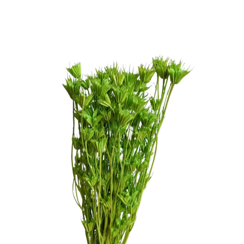 Buy Dried Flower Wholesale Nigella 50 cm. 100 grs. Green Light - by All In Season