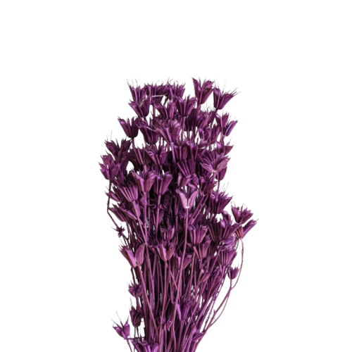 Buy Dried Flower Wholesale Nigella 50 cm. 100 grs. Mauve - by All In Season