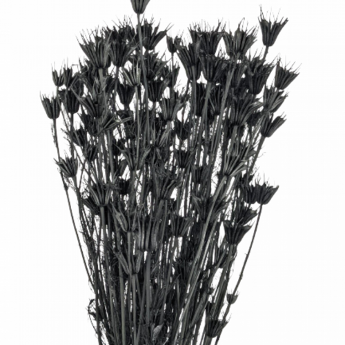 Buy Nigella 50 cm. 100 grs. Black wholesale | All InSeason Australia's leading dried flower wholesaler. Same day packout, 350 5-star reviews.