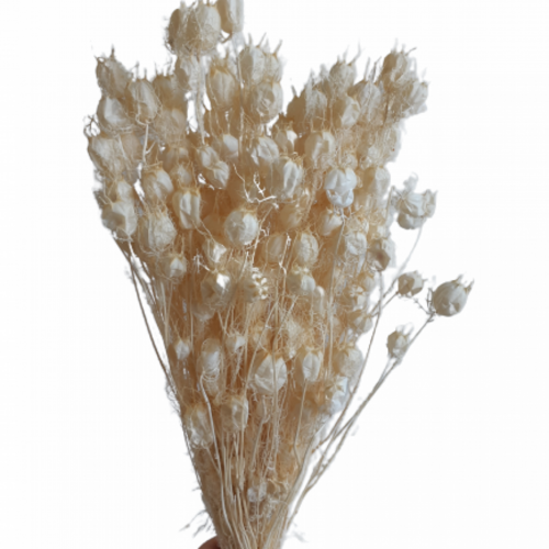 Wholesale Dried Flowers Australia All InSeason