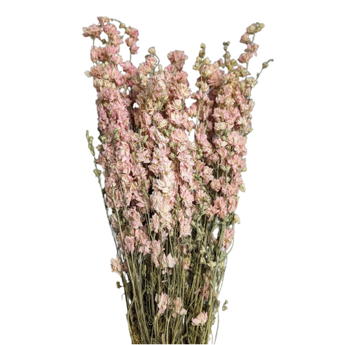 A floral bunch of Dried Delphinium Pink Flowers