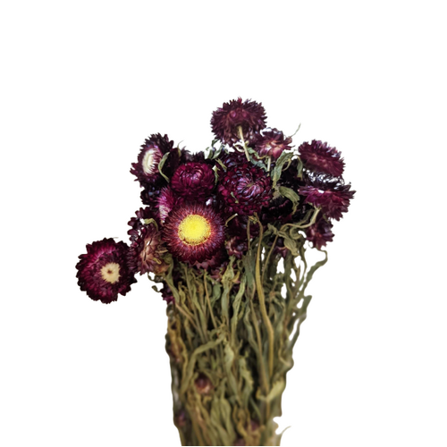 Buy Dried Flower Wholesale Helychrisium, 50cm, Deep Purple - by All In Season