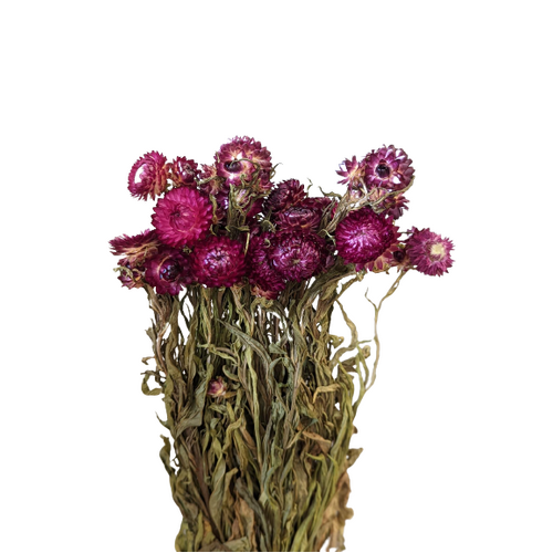 Buy Dried Flower Wholesale Helychrisium, 50cm, Hot Pink - by All In Season