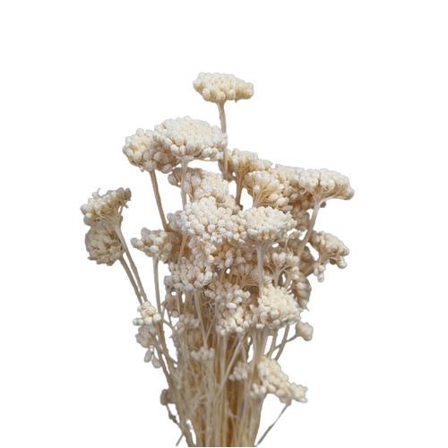 A floral bunch of Preserved Lonas White Flowers