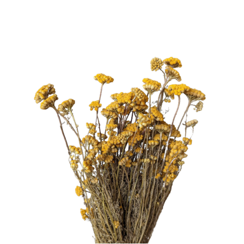 Buy Dried Flower Wholesale Golden argeratum Lonas, Yellow - by All In Season