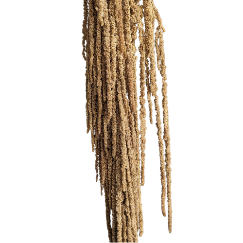 A floral bunch of Preserved Hanging Amaranthas Sand Flowers