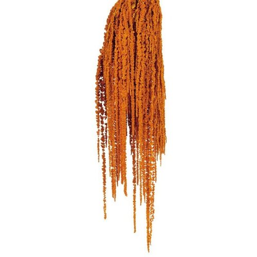Buy Hanging Amaranthus,50-80cm,150 grs,Orange wholesale | All InSeason Australia's leading dried flower wholesaler. Same day packout, 350 5-star reviews.