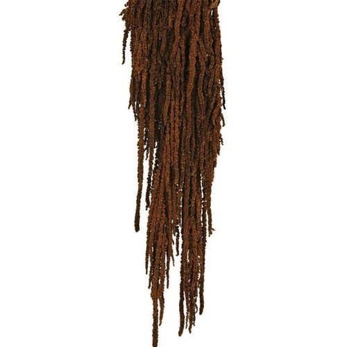 Buy Dried Flower Wholesale Preserved Amaranthus, XL, 50-80cm, 150 grs, Color, Brown - by All In Season
