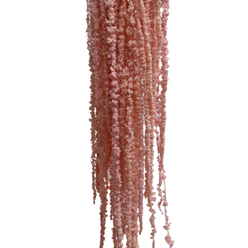 Buy Dried Flower Wholesale Preserved Amaranthus, XL, 50-80cm, 150 grs, Pastel, Pink - by All In Season