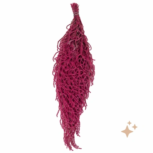 Preserved Hanging Amaranthus, 50-80cm, 150 gram, Dark Pink everlasting flowers for all occasions.