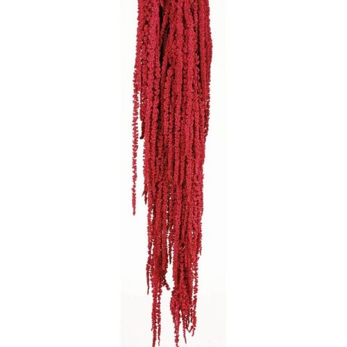 Buy Hanging Amaranthus,50-80cm,150 grs,Red wholesale | All InSeason Australia's leading dried flower wholesaler. Same day packout, 350 5-star reviews.