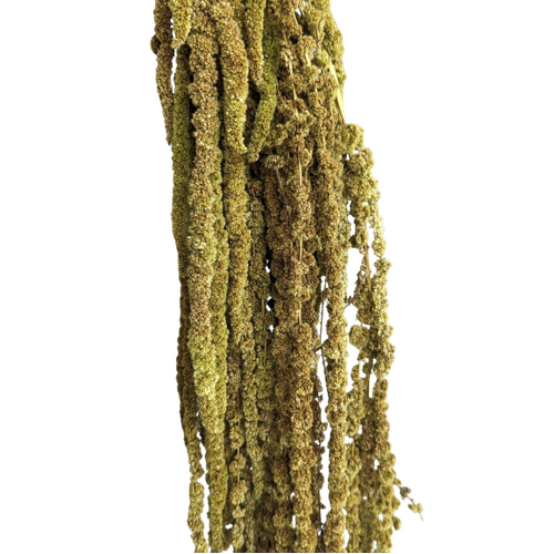 Buy Hanging Amaranthus,50-80cm,150 grs,GreenLight wholesale | All InSeason Australia's leading dried flower wholesaler. Same day packout, 350 5-star reviews.