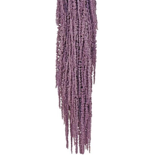 Buy Dried Flower Wholesale Preserved Amaranthus, XL, 50-80cm, 150 grs, Pastel, Lavender - by All In Season