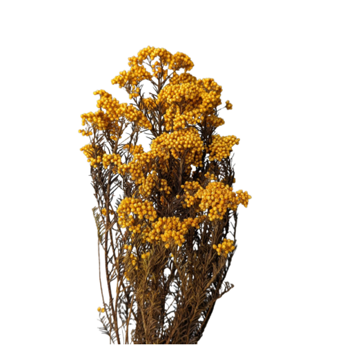 Buy Rice Flower, 60cm, Mustard wholesale | All InSeason Australia's leading dried flower wholesaler. Same day packout, 350 5-star reviews.