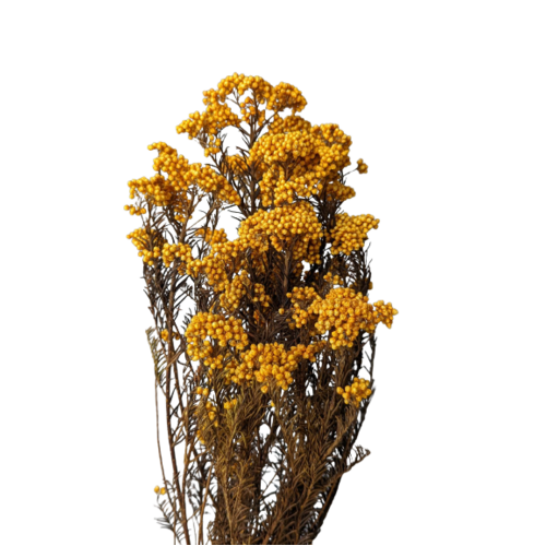 A floral bunch of Preserved Rice Flower Mustard Flowers