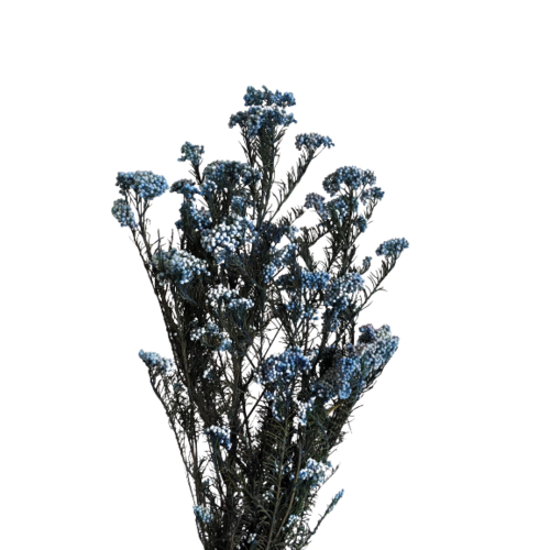 A floral bunch of Preserved Rice Flower Blue-White Flowers
