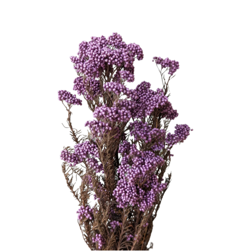 A floral bunch of Preserved Rice Flower Deep Purple Flowers